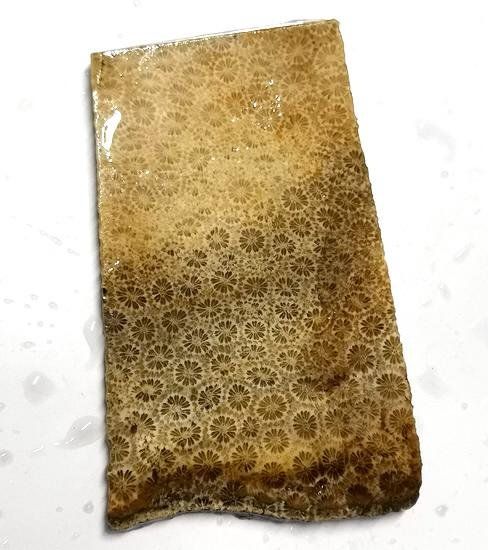 Minéraux & Lithothérapie: Fossil Coral Scheibe/Slab – Neuf avec emballage d'origine à Walenstadt par vkt_qc8d