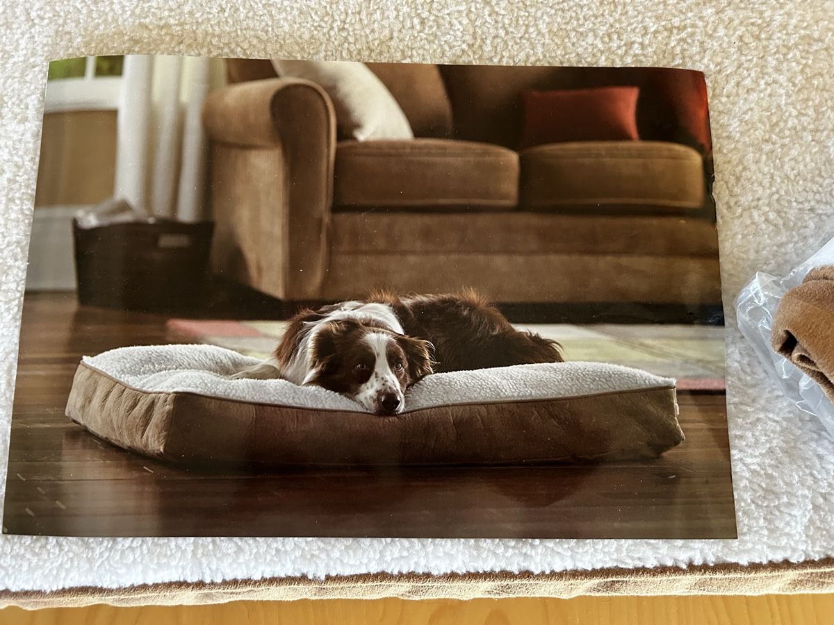 Cucce & Letti: Hunde Liege Matte Bett – Usato da Waltenschwil venduto da Hendi