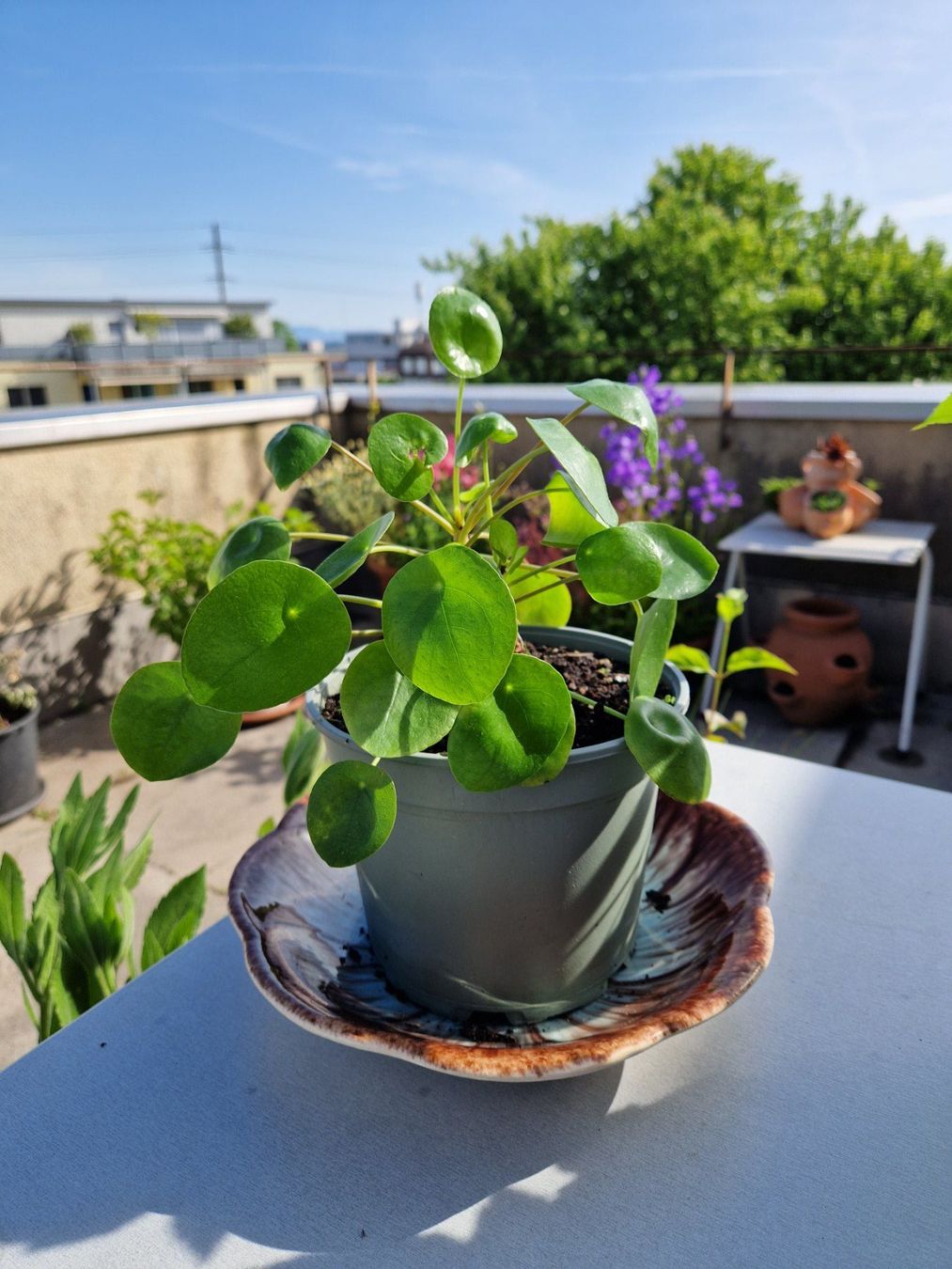 Piante & sementi: Zimmerpflanze: Pilea – Usato da Münchenbuchsee venduto da Aare22