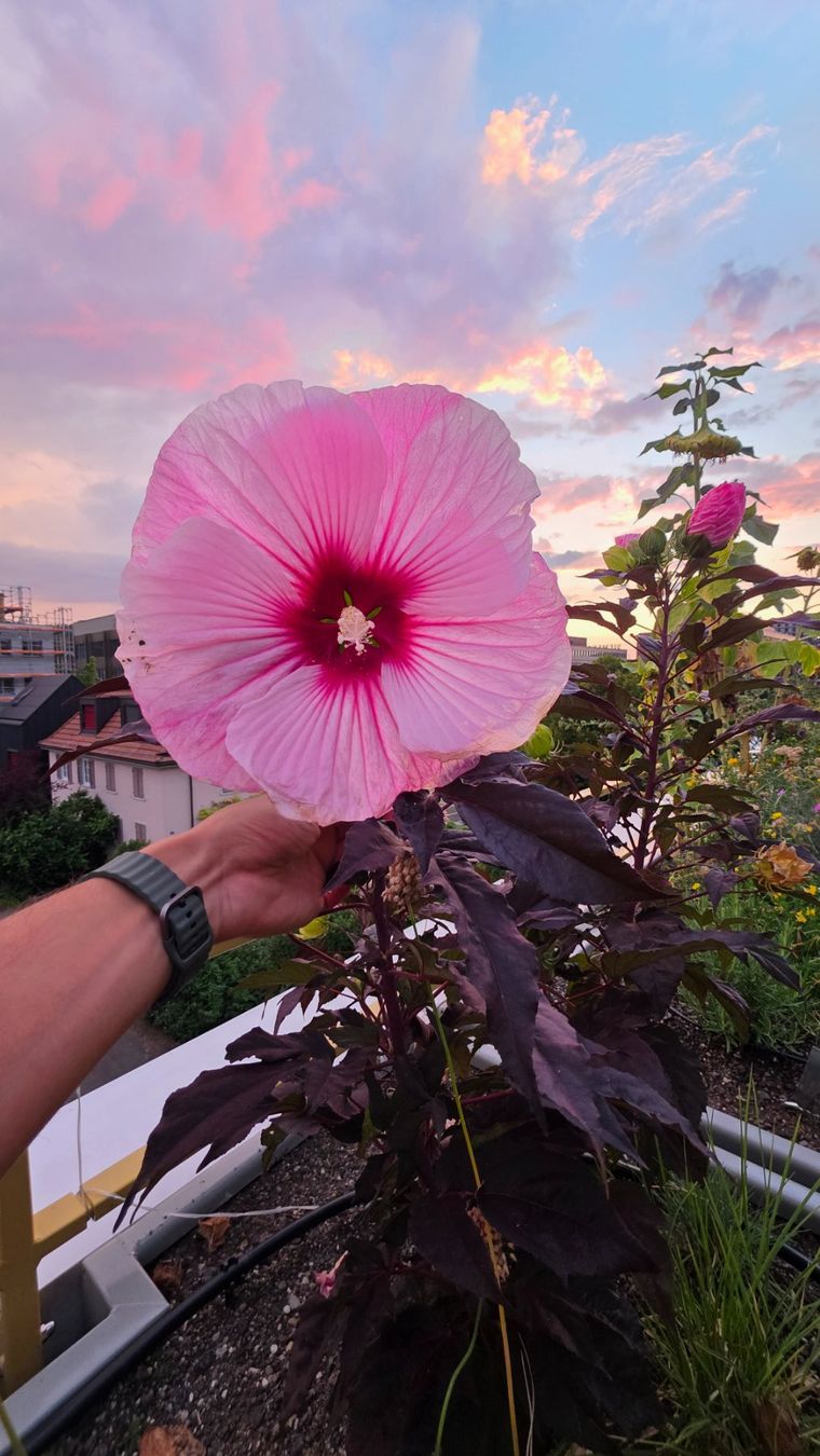 Piante & sementi: Hibiscus Sommerific "Starry Starry✨️Night" Samen🎀 – Nuovo (secondo la descrizione) da Zürich venduto da The_Plant_Wizard 2