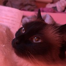 Profile image of Luisashyale