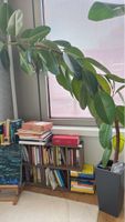 Ficus elastica plant c.a 2m