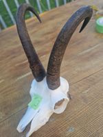 Gamsbock