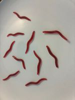 10 Futari Lagatomo Gummiwürmer - lebensecht - 4 CM - neu