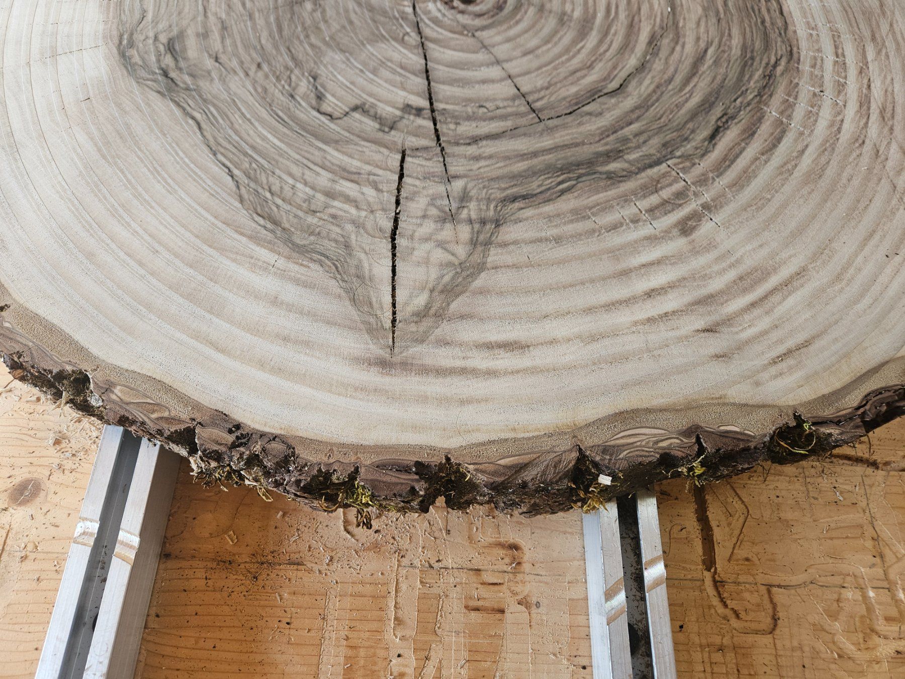 Holzartikel: Nussbaum Holz Baumscheibe – Neu (gemäss Beschreibung) aus Schangnau von egli6.2 2