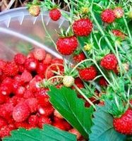 50 Samen süsse MONATSERDBEERE 🍓 FRAISIER doux DES SAISONS