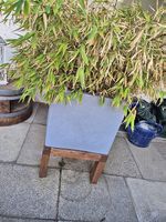 Bambus inkl. Töpfe und Holzgestell
