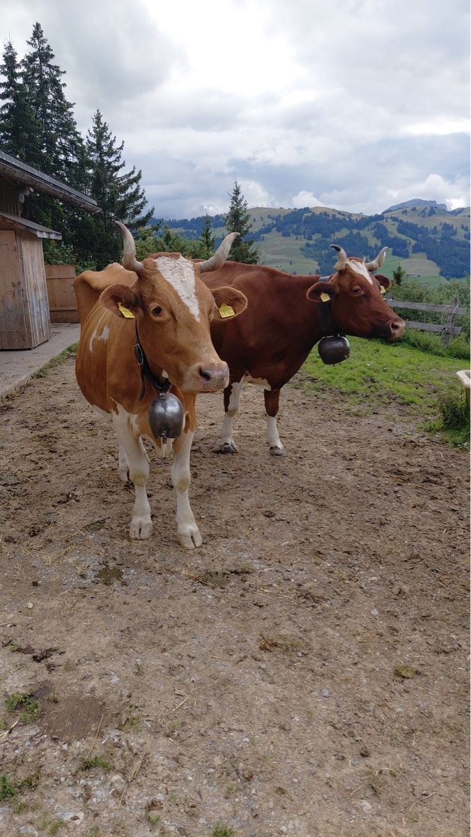 Cibi & Specialità: Alpkäse einjährig , Preis pro Kilogramm – Nuovo e nell'imballaggio originale da Gelterkinden venduto da Aischas 4