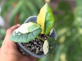 Alocasia Platinum Albo Variegata