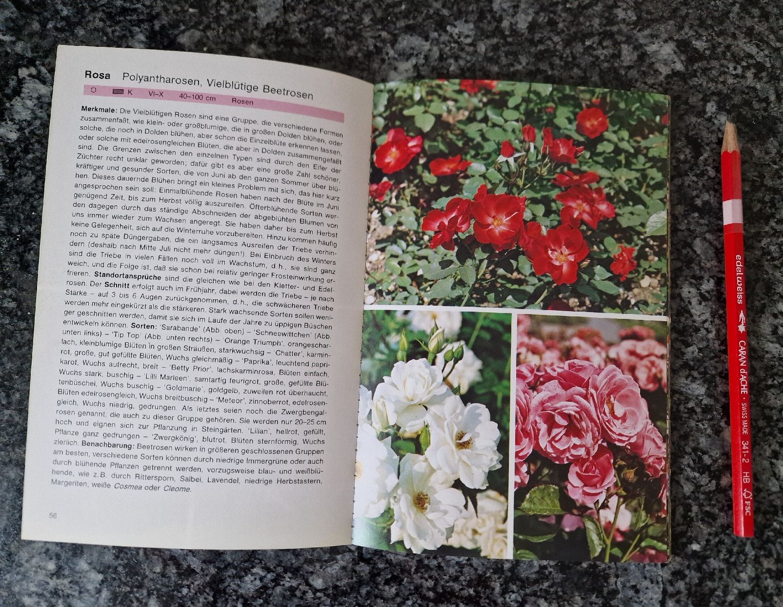 Libri: Taschenbuch Gartenblumen – Usato da Uster venduto da Gulabin 1