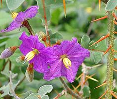 Solanum pyracanthum, Nachtschattengewächs, aus Madagaskar