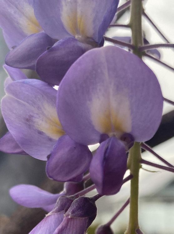 Piante & sementi: Wysteria Setzling ca. 20-30cm DÜFTEND! – Nuovo (secondo la descrizione) da Subingen venduto da DENDLE20 2