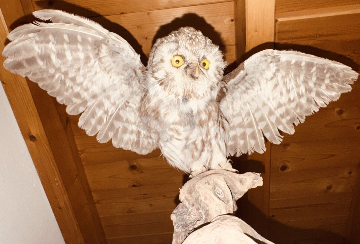 Il mondo degli animali: Civetta tassidermizzata su ramo, decorazione. – Usato da Volketswil venduto da mau_9pxs 2