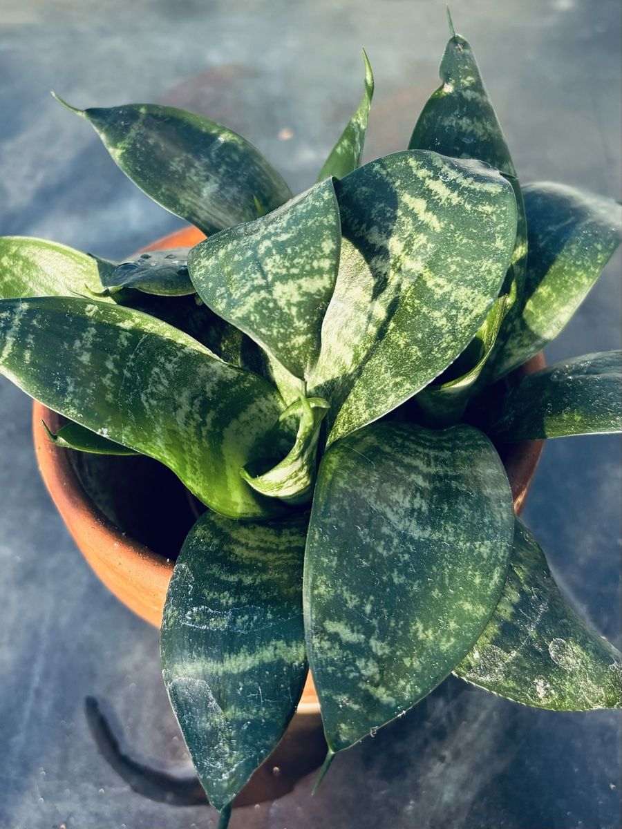 Plantes & graines: Easy care 3-Houseplants ⭐️ – D'occasion à Zürich par Bumble3 5