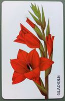 Taxcard - Gladiole - D