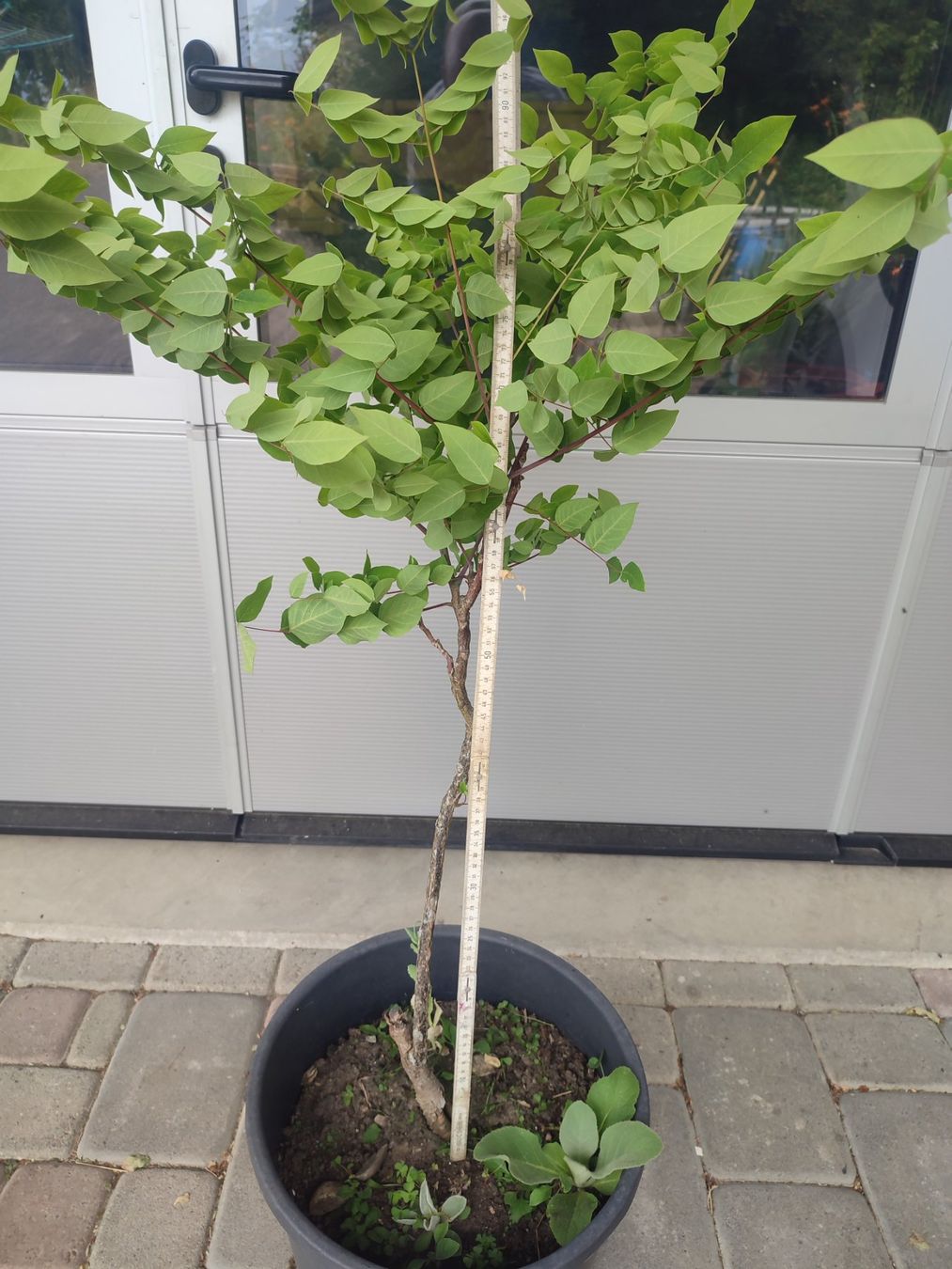 Pflanzen & Samen: Geweihbaum, Gymnocladus dioicus, Schattenbaum – Gebraucht aus Hüswil von benigreen01 5