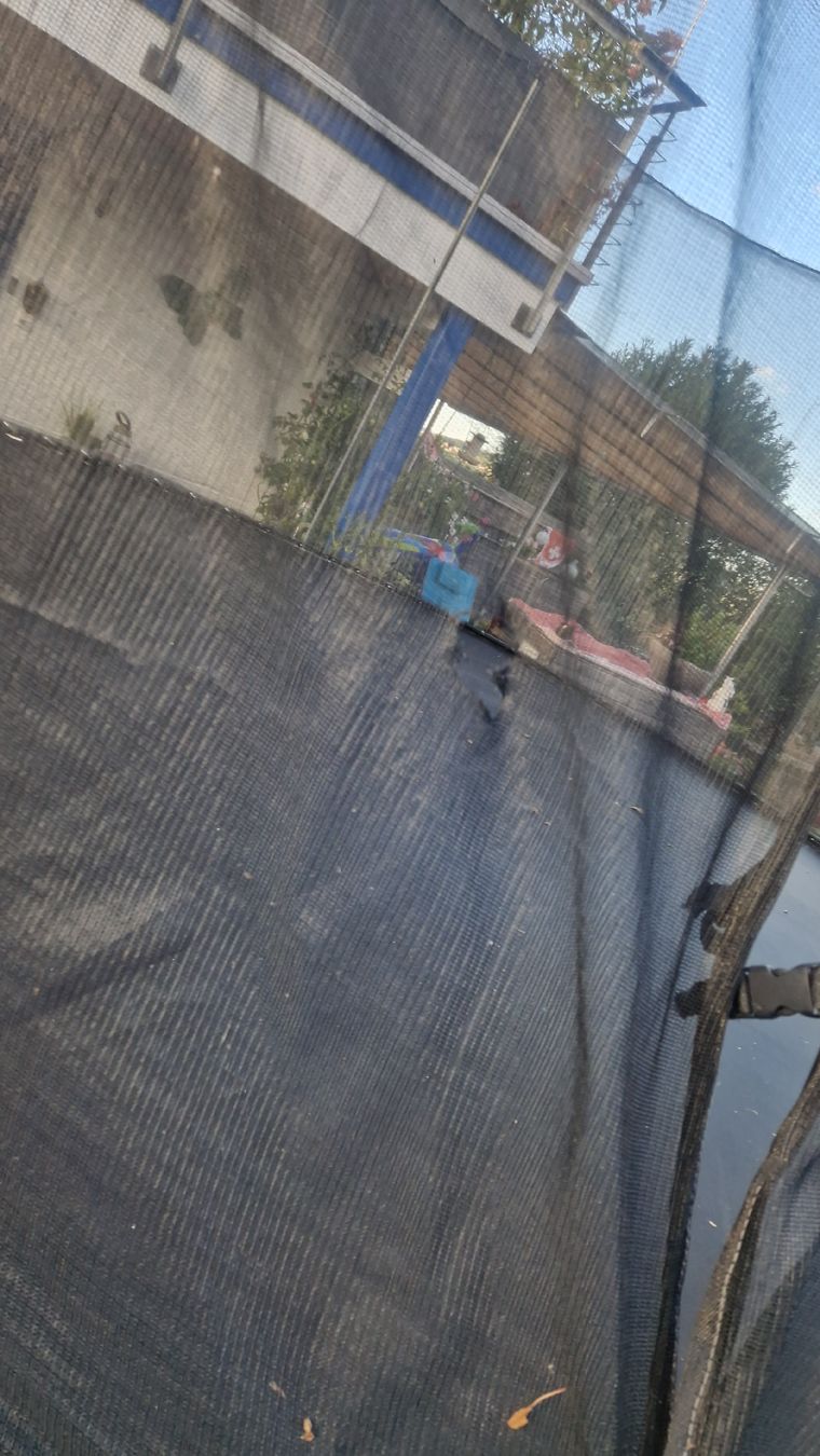 Trampolini: Trampolin 4 Meter – Usato da Sirnach venduto da Assel10 2