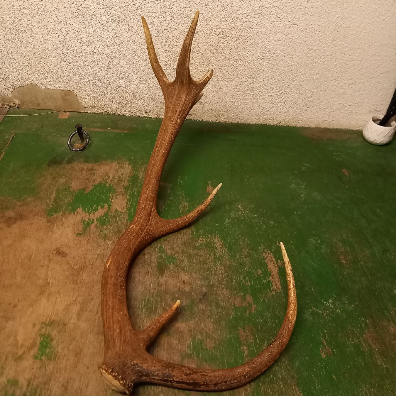 Sonstiges zum Sammeln & Seltenes: Ältere Hirsch Geweih Abwurfstange – Gebraucht aus Galgenen von Allerlei8854