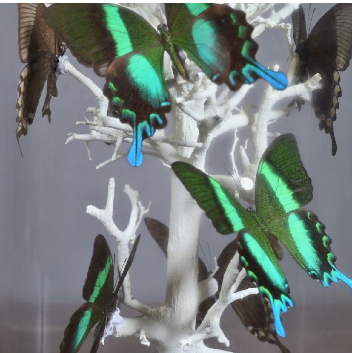 Il mondo degli animali: Papillons sous dôme – Nuovo e nell'imballaggio originale da Biel/Bienne venduto da Dragonpandora 2