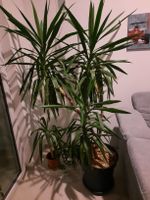 Yucca Palme Zimmerpflanze mit drei Stämmen, gross!