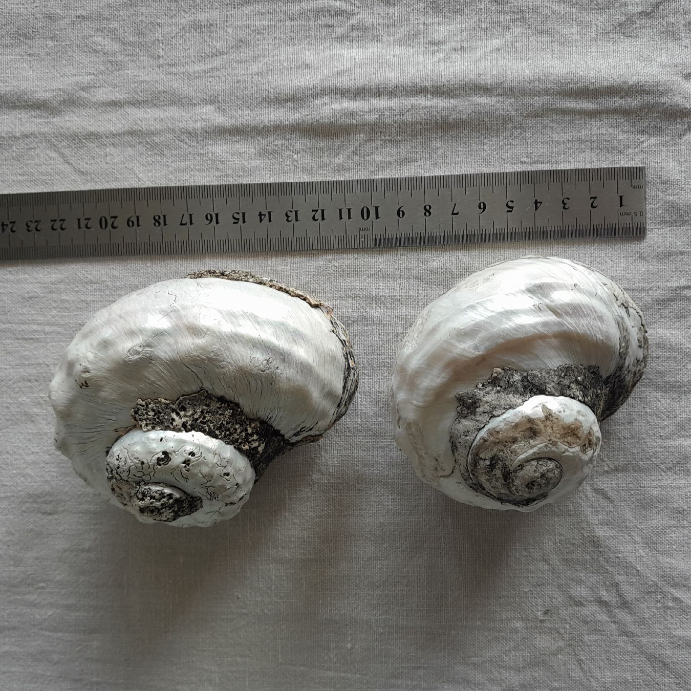 Fossilien: 2er Set, grosse Perlmutt Turbo-Schnecken – Gebraucht aus Knutwil von Kompex