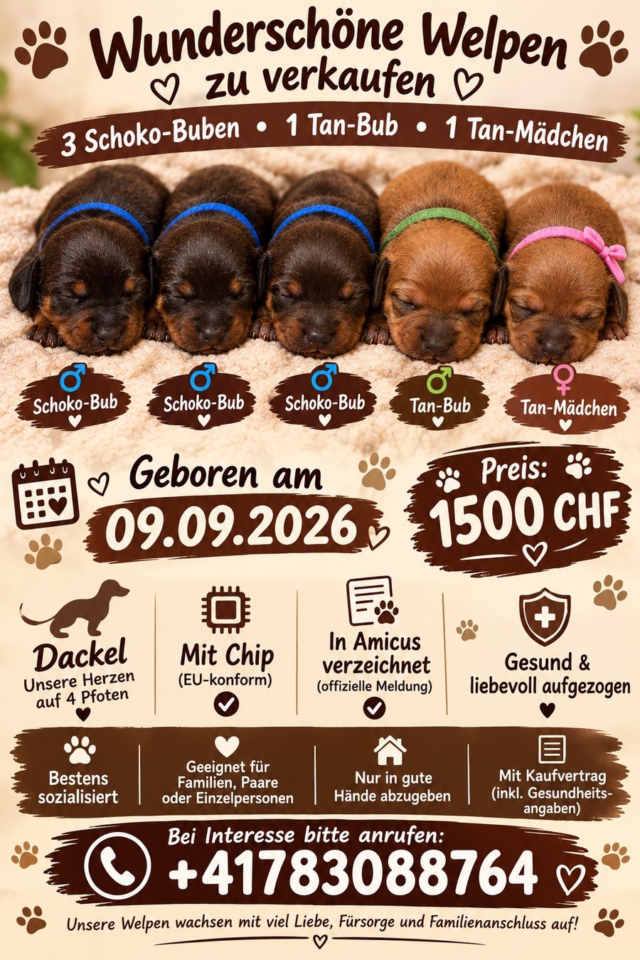 Giochi: Dackle puppies – Nuovo (secondo la descrizione) da arosa venduto da iia_6xft