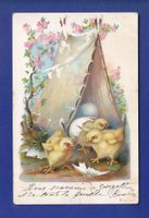 OISEAU - Poussins