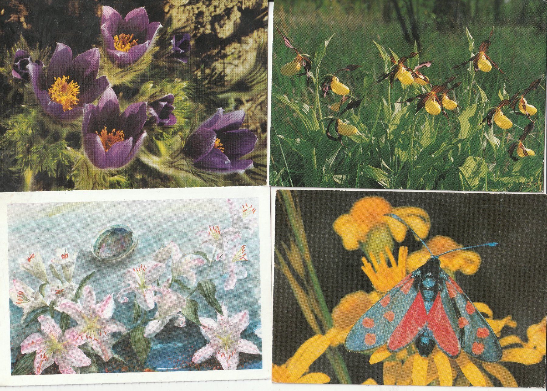 Ansichtskarten: 40 Blumenkarten – Gebraucht aus Lumbrein von made02 3