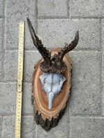 Geweih auf Holzschild mit Gebiss
