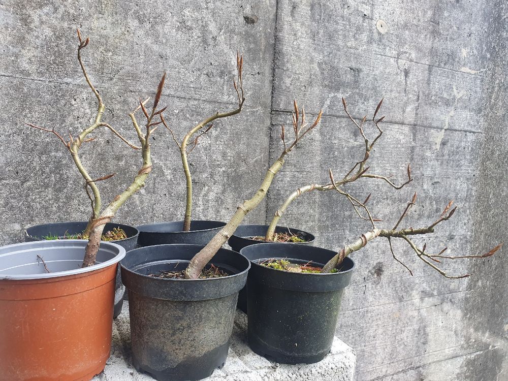 Bonsai Jungpflanzen Fagus sylvatica (Gebraucht) in Adligenswil fr CHF 27   nur Abholung auf Ricardo kaufen