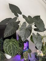 Alocasia Regal Shield rhizome 