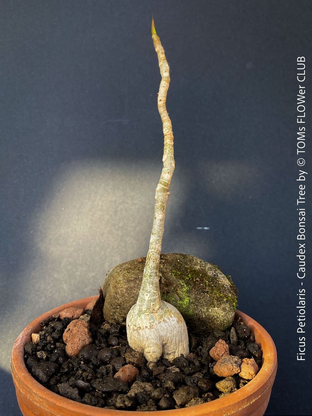 Piante & sementi: Ficus Petiolaris - Steinfeige in der Bonsai Schale – Nuovo e nell'imballaggio originale da Adliswil venduto da asTOMas963 6