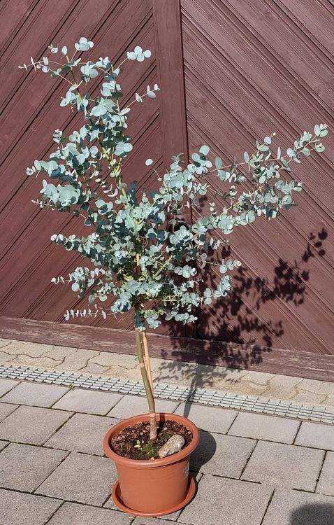 Eukalyptus Gunnii Pflanze Kaufen auf Ricardo