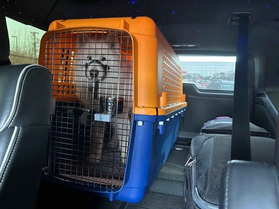 Sonstige Dekorationen & Accessoires: XL-Hundebox – Gebraucht aus Kappel am Albis von dmu_z9fb 2