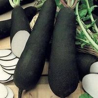 RADIS NOIR GROS LONG D'HIVER 50g