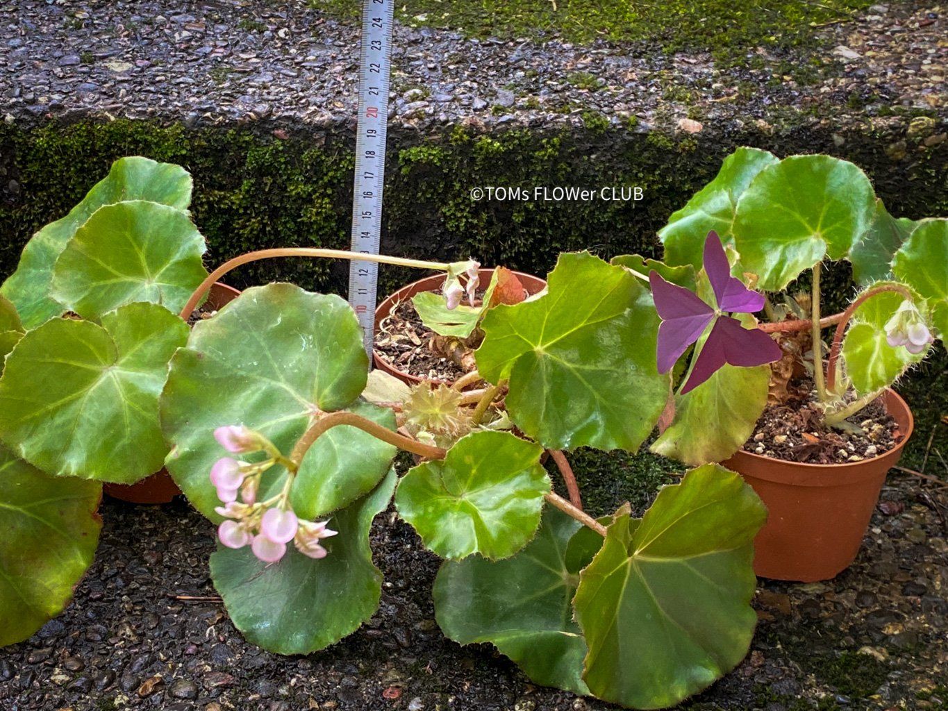 Piante & sementi: Begonia Erythrophylla - Beefsteak Begonia – Nuovo e nell'imballaggio originale da Adliswil venduto da astom369 4