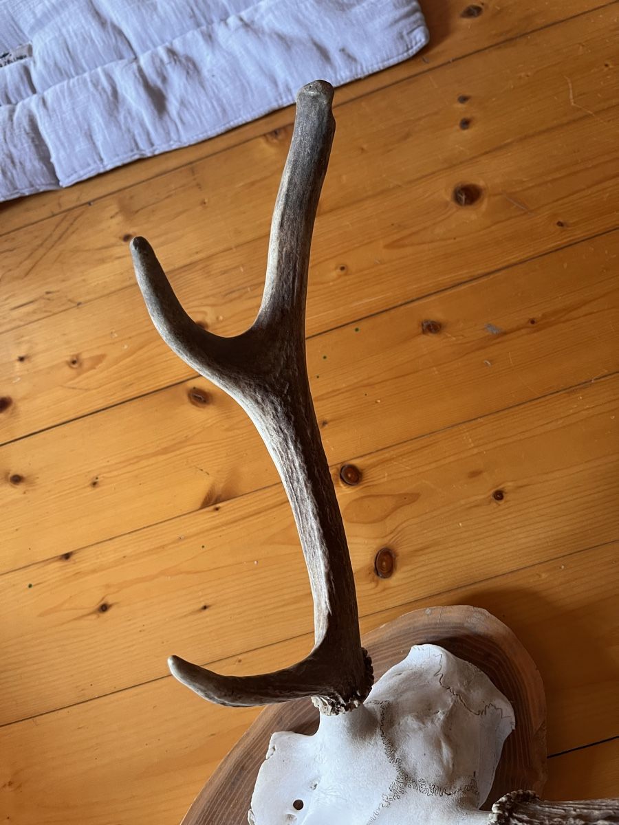 Altre raccolte & rarità: Hirschgeweih Trophäe Jäger – Usato da Maienfeld venduto da DivicoHelveticus 4
