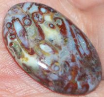 Cabochon L-3422 – Palmwurzel Achat 27x17mm