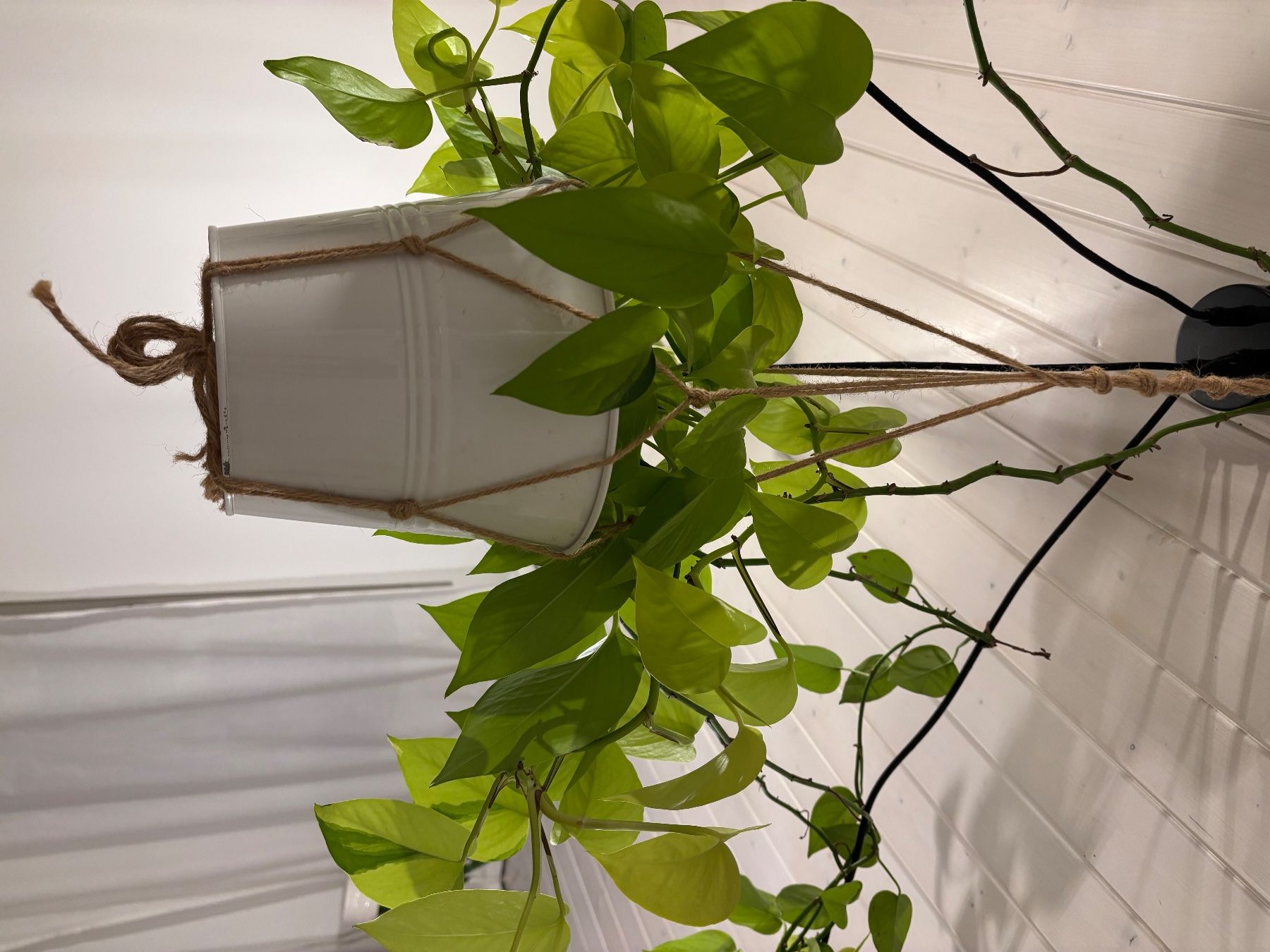 Lampadari & plafoniere: Deckenlampe mit Pflanze – Nuovo (secondo la descrizione) da Luzern venduto da Sina.Olivia 1