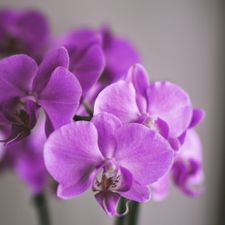 Profile image of Allforless