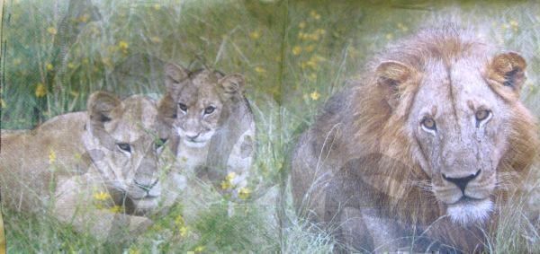 Servietten: Serviette löwe (t88) – Neu (gemäss Beschreibung) aus Schlatt TG von kreativ-atelier