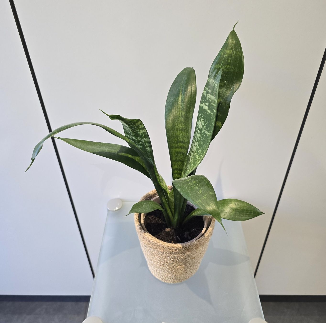 Piante & sementi: Pflanze Sansevieria / Bogenhanf 41 cm inklusive Korbtopf – Usato da Oetwil an der Limmat venduto da dhantal 1