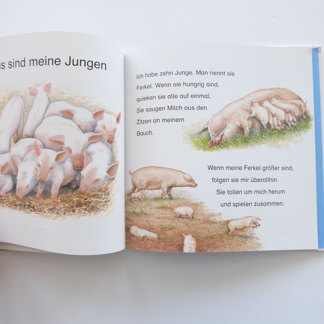 Livres: Wer bin ich? – D'occasion à Basel par Kunterbunt12 5