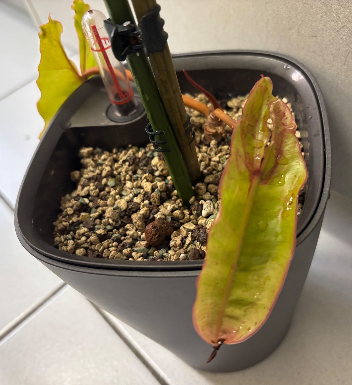 Plantes & graines: Philodendron Billietiae Variegata – D'occasion à Zollikerberg par Jvac 3