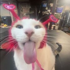Profile image of Moonie.00
