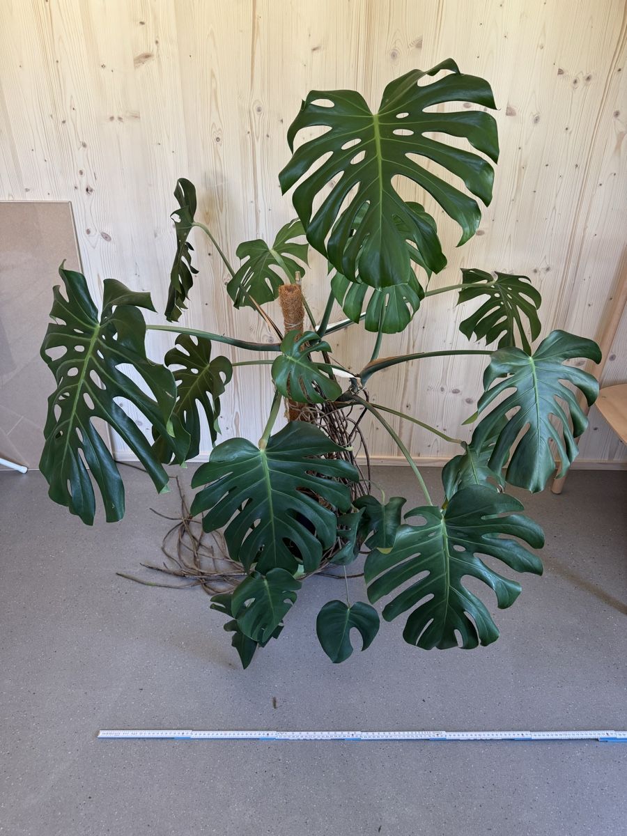 Piante & sementi: Grosse Monstera Deliciosa Zimmerpflanze – Usato da Bolligen venduto da glorja 4