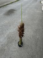 Künstliche Phoenixpalme