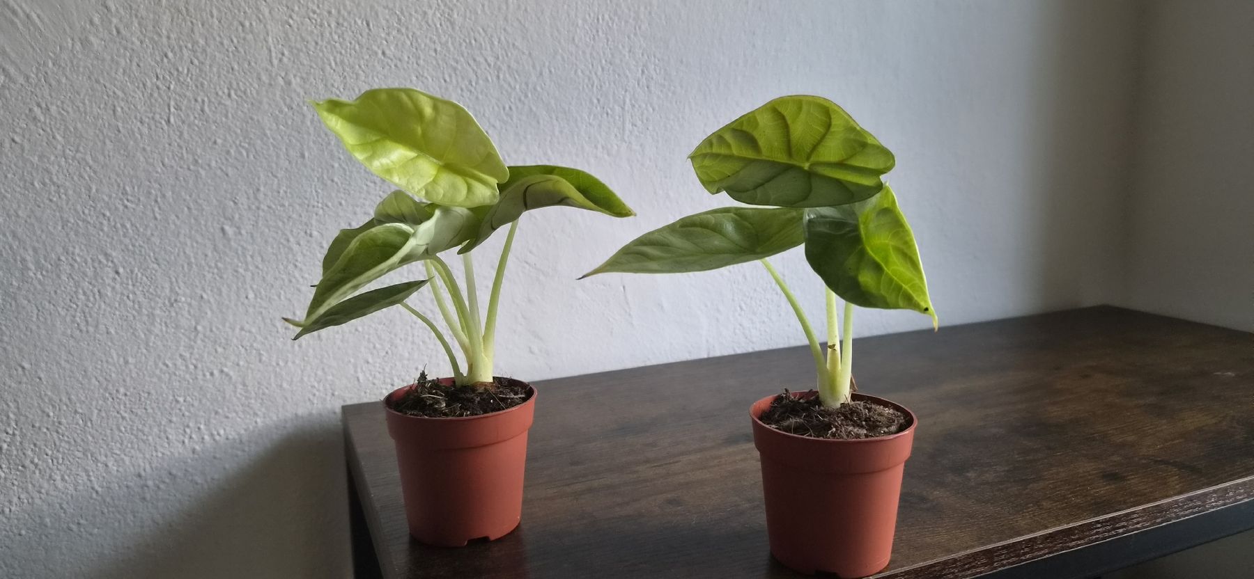 Pflanzen & Samen: Alocasia - Dragon Gold RARA – Gebraucht aus Pregassona von maslud