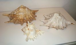 3 grosse Meeresschnecken / Spinnenmuscheln Strombidae Lambis