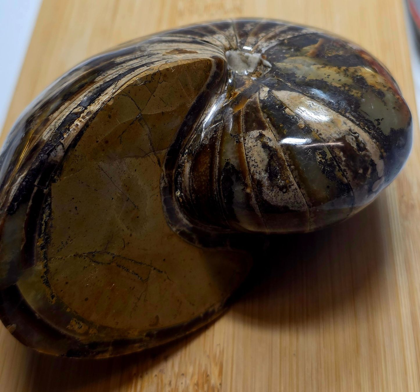 Fossili: Ammonit 725g – Nuovo e nell'imballaggio originale da Matzingen venduto da Shay_Crystalz 1